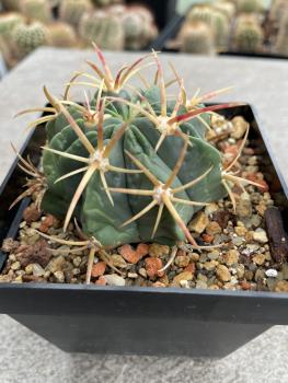 Ferocactus histrix